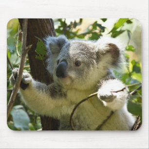 Beautiful Koala Bear in the Trees Mouse Mat