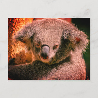Beautiful Koala Postcard