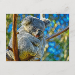 Beautiful Koala Postcard