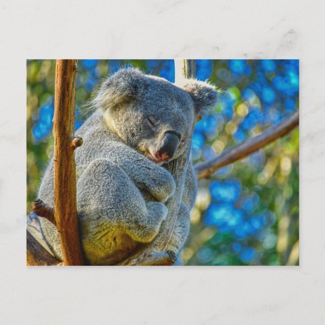 Beautiful Koala Postcard (Front)