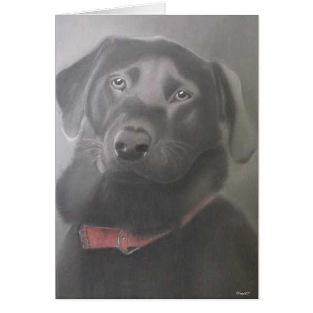 Beautiful Labrador (Front)