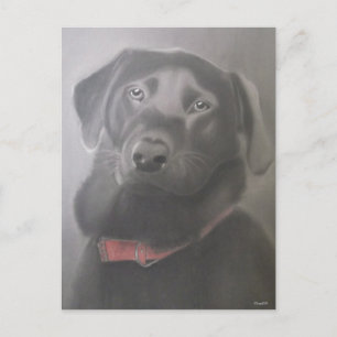 Beautiful Labrador Retriever Drawing Postcard