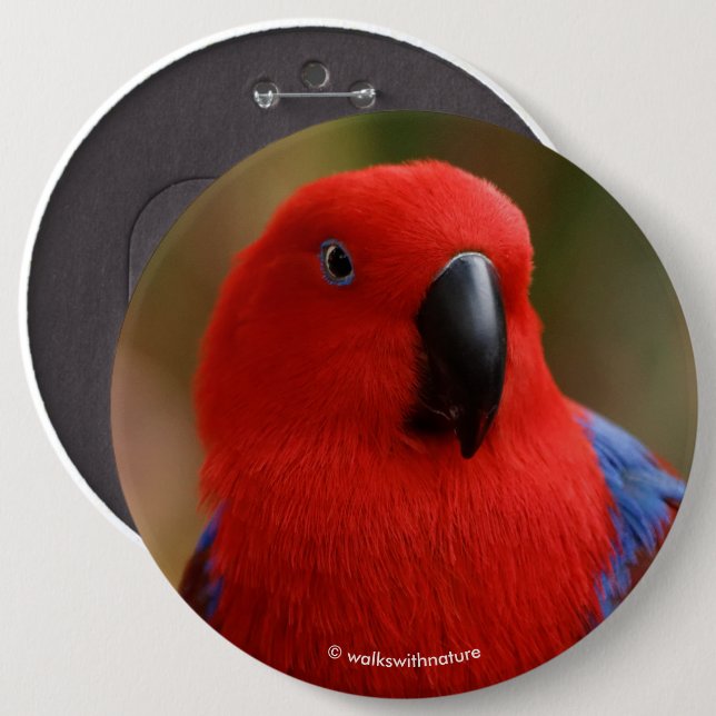 Beautiful "Lady in Red" Eclectus Parrot 6 Cm Round Badge (Front & Back)