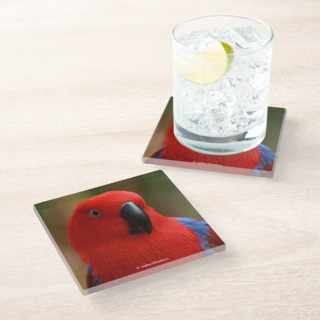 Beautiful "Lady in Red" Eclectus Parrot Glass Coaster (Angled)