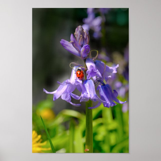 Beautiful Ladybug on Bluebells 8x12" Print (Front)