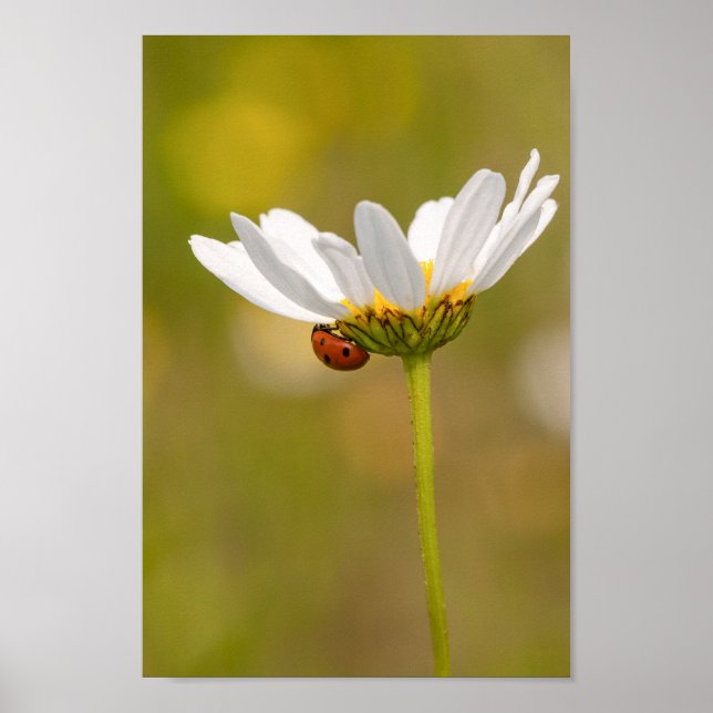 Beautiful Ladybug on Daisy Poster (Front)
