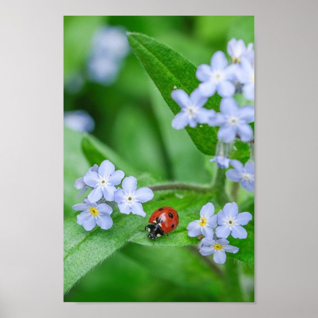 Beautiful Ladybug on Forget-me-not Poster (Front)