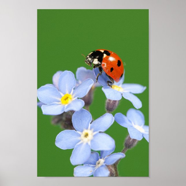 Beautiful Ladybug on Forget-me-not Poster (Front)