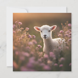 Beautiful Lamb