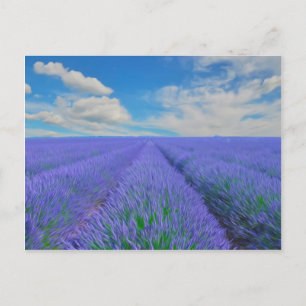 Beautiful landscape of lavender fields postcard