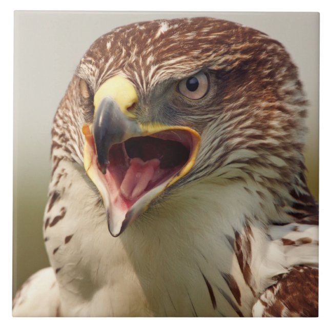 Beautiful Lanner Falcon Tile/Trivet Tile (Front)