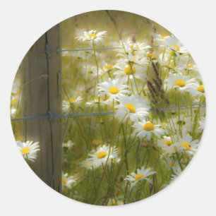 Beautiful Large Daisies Stickers