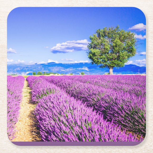 Beautiful lavender field in Provence, France Square Paper Coaster (Front)