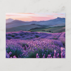 Beautiful lavnder field at sunset postcard