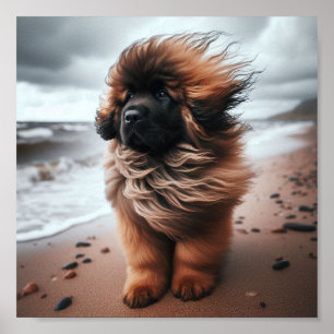 Beautiful Leonberger puppy Poster