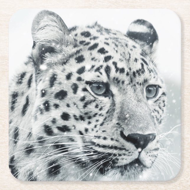 Beautiful Leopard in the Snow Square Paper Coaster (Front)