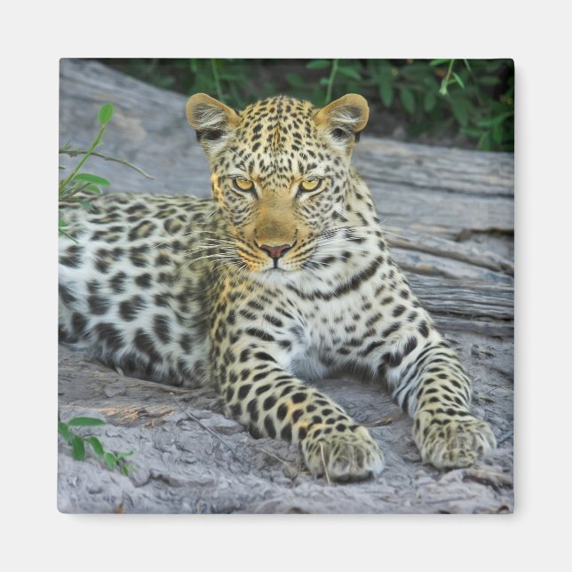 beautiful leopard magnet (Front)