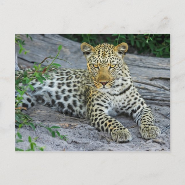 beautiful leopard postcard (Front)
