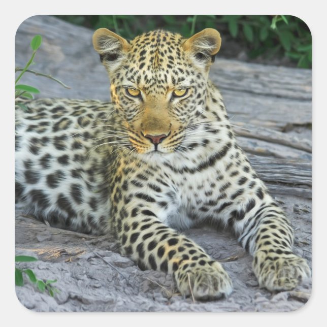 beautiful leopard stickers (Front)