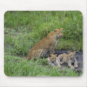 beautiful leopards cub mouse mat