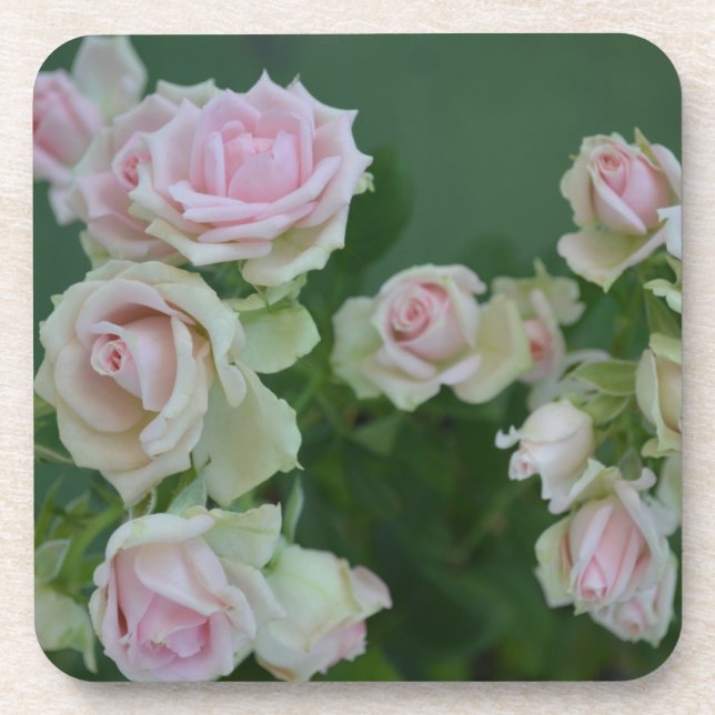 Beautiful light pink garden roses  coaster (Front)