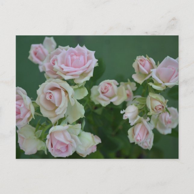 Beautiful light pink garden roses  holiday postcard (Front)