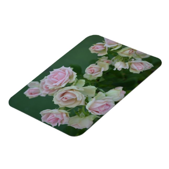 Beautiful light pink garden roses  magnet (Left Side)