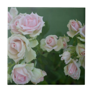 Beautiful light pink garden roses   tile