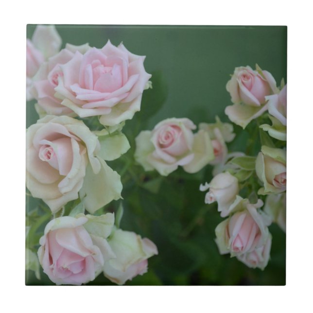 Beautiful light pink garden roses   tile (Front)