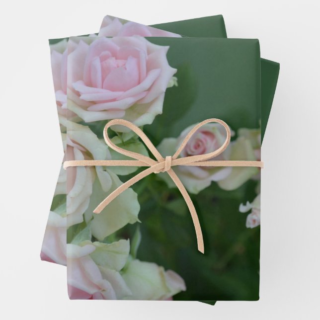 Beautiful light pink garden roses    wrapping paper sheet (In situ)