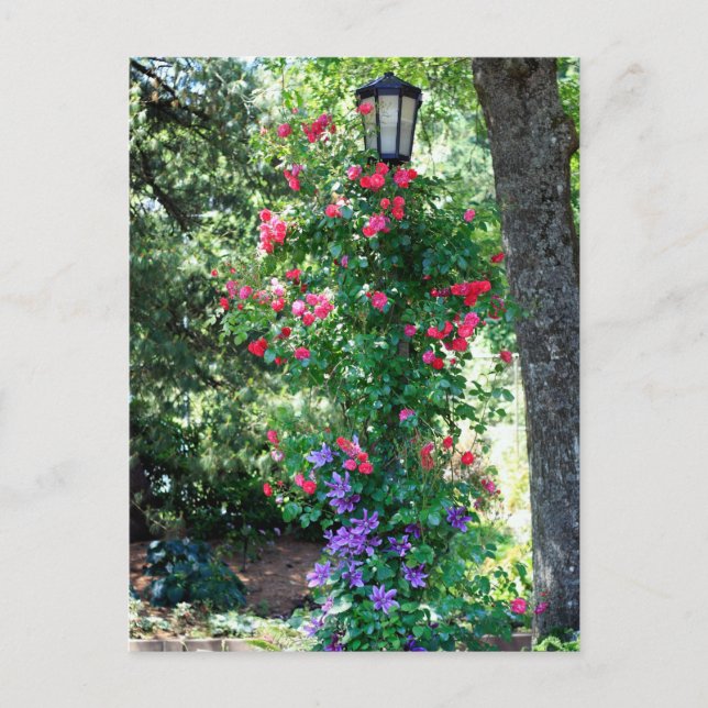 Beautiful Light Postcard (Front)