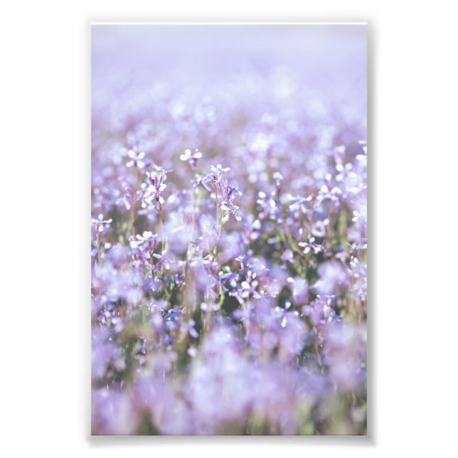 Beautiful Light Purple Flower Blossoms Floral Photo Print (Front)