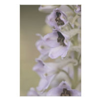 Beautiful Light Purple Flower Blossoms Floral
