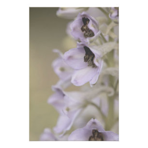 Beautiful Light Purple Flower Blossoms Floral Poster