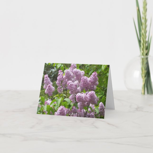 Beautiful Lilac Bush Blank Note Card (Front)