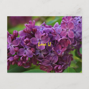 Beautiful lilac flower postcard