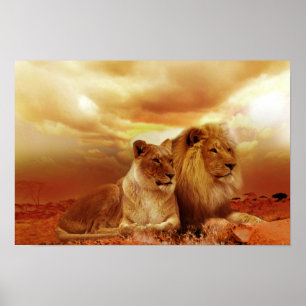 Beautiful lion couple poster