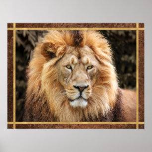 Beautiful Lion Face Photo Poster