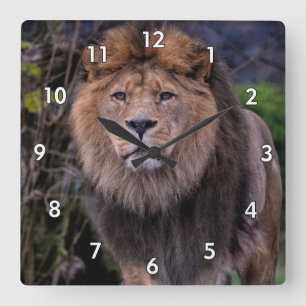 Beautiful Lion in the Wild Square Wall Clock