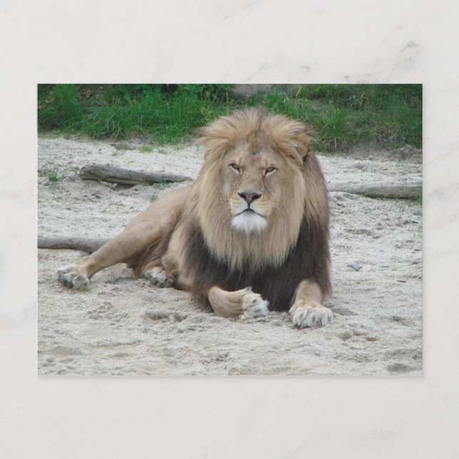 Beautiful Lion Postcard (Front)