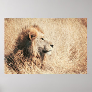 BEAUTIFUL LION POSTER