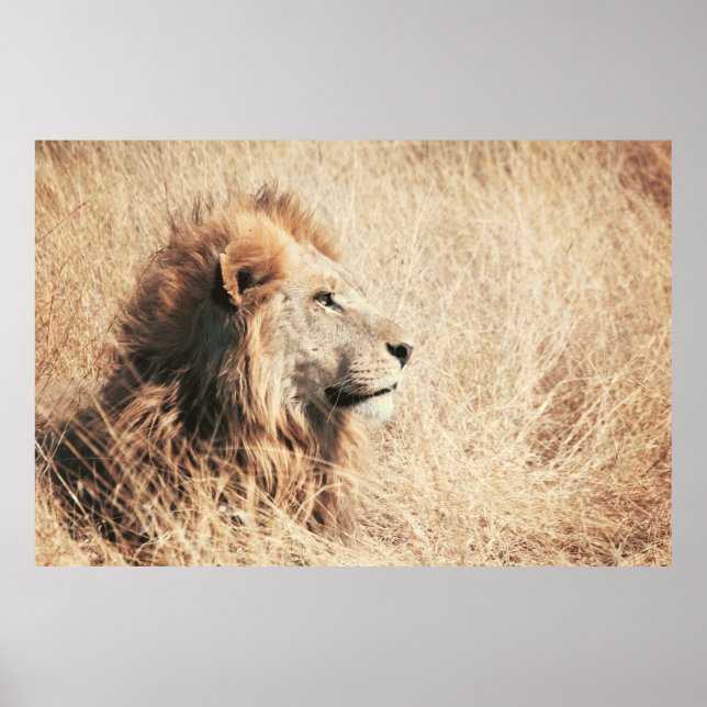 BEAUTIFUL LION POSTER (Front)