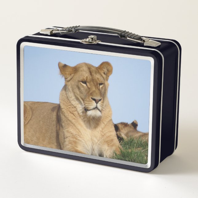 Beautiful Lion Resting in the Wild Metal Lunch Box (Front)