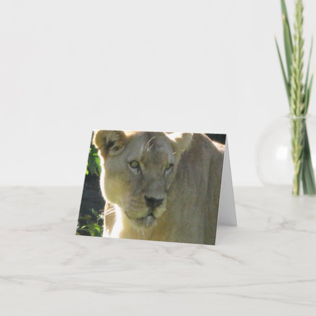 Beautiful Lioness on a note card (Front)