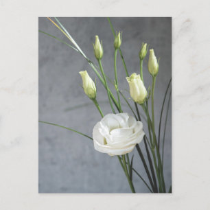 Beautiful Lisianthus White Flowers Postcard