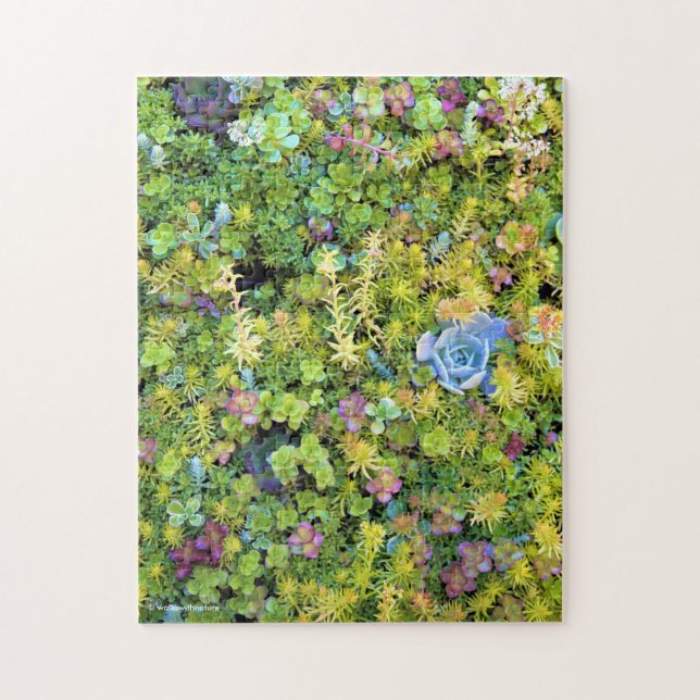 Beautiful Living Succulents Picture Frame Jigsaw Puzzle (Vertical)