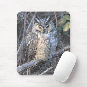 Beautiful Long-Eared Owl at Sunset Mouse Mat
