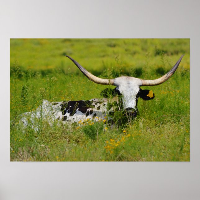 Beautiful Longhorn Cow in Pasture Photographic Art Poster (Front)