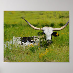 Beautiful Longhorn Cow in Pasture Photographic Art Poster