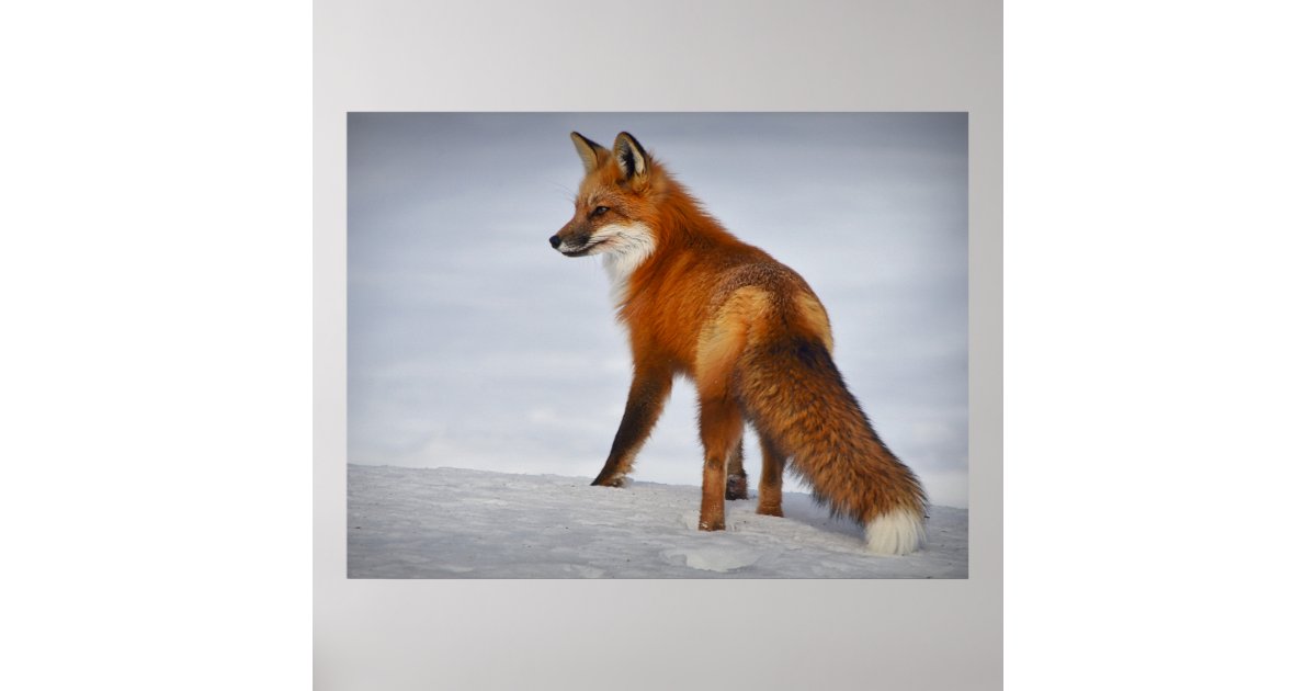 Beautiful Looking Red Fox in Snow Poster Zazzle
